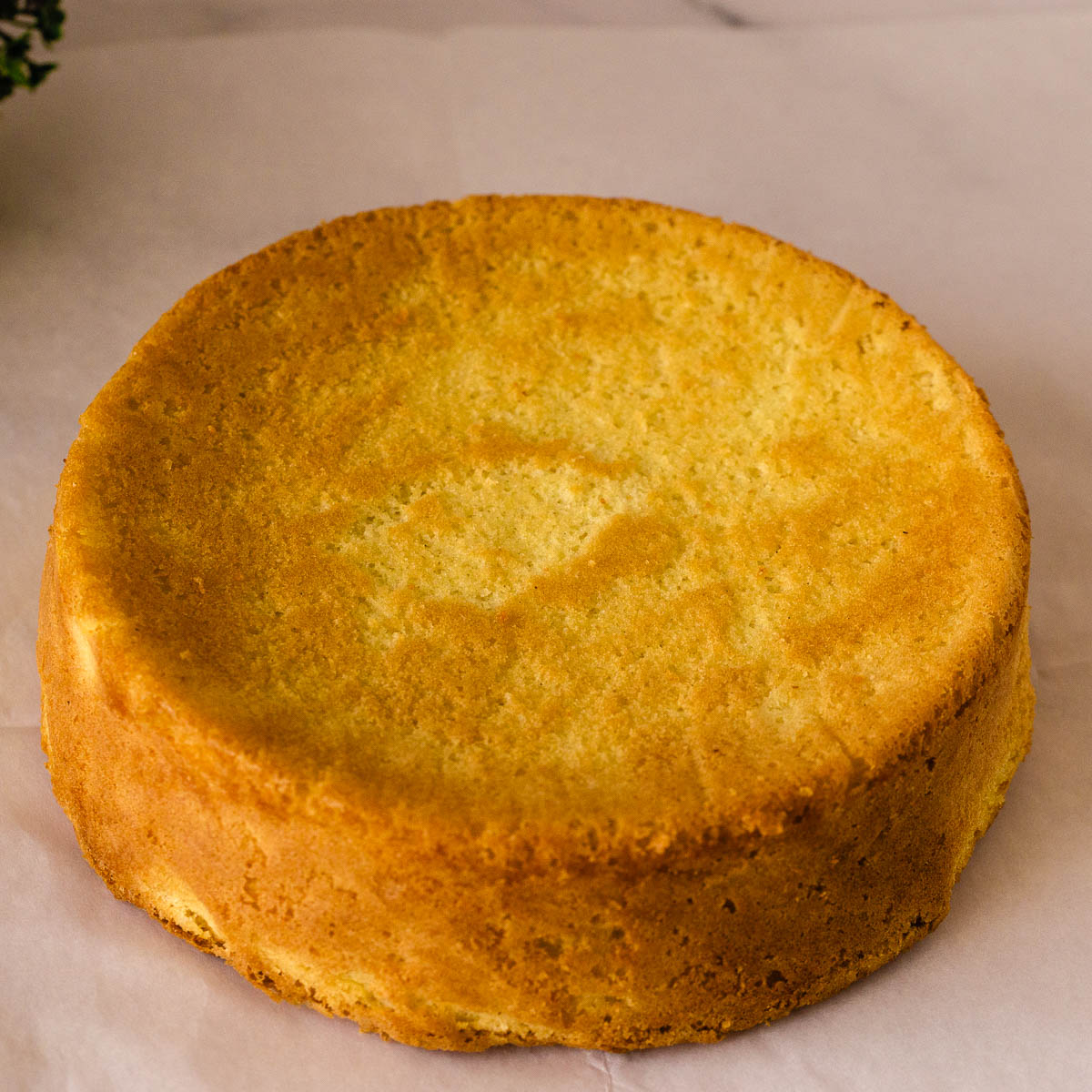 A genoise sponge on the table for frosting.