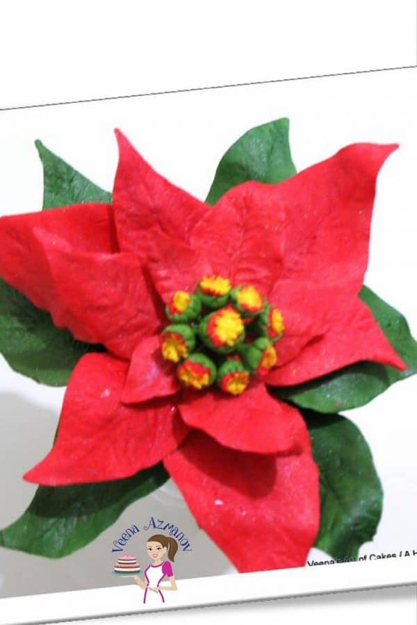 A close up of a gum paste poinsettia flower.