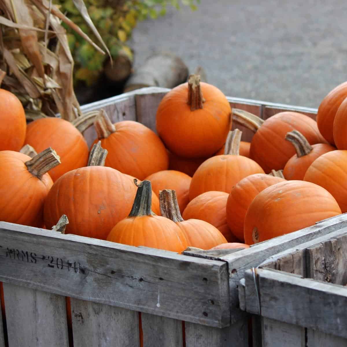 A crate of pumpkins.