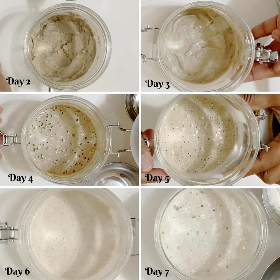 Recipe For Sourdough Starter from Scratch In 7 Days Veena Azmanov recipe-for-sourdough-starter-from-scratch-in-7-days-veena-azmanov